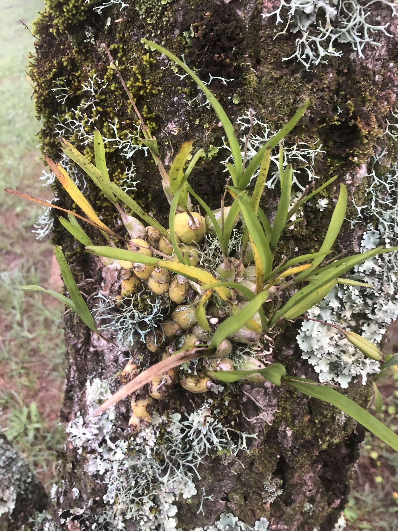 Imagem de Polystachya ottoniana Rchb. fil.