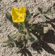 Image of Santa Cruz Island suncup