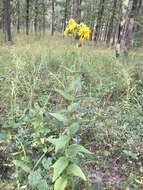 Image of <i>Silphium <i>integrifolium</i></i> var. integrifolium