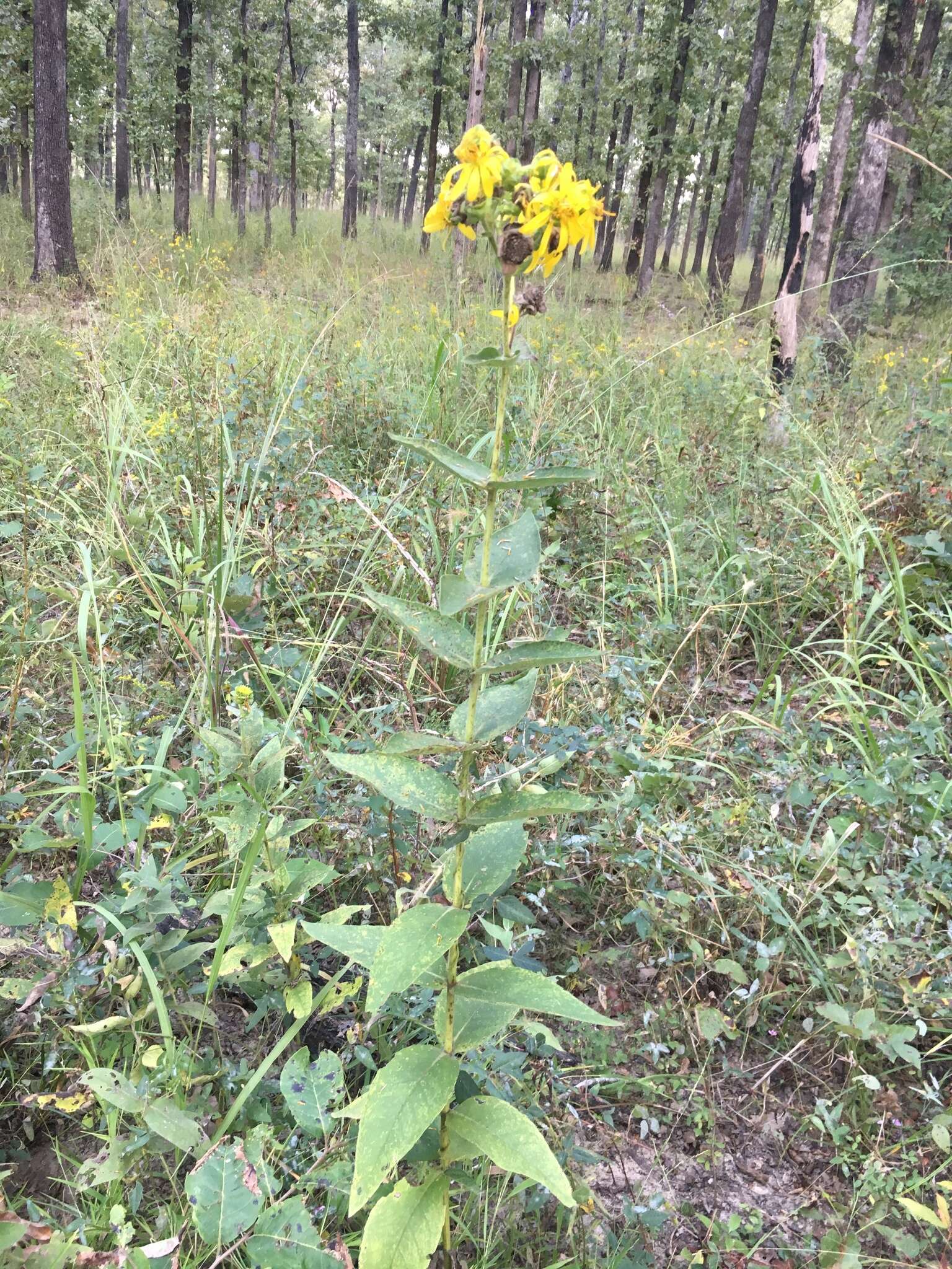 Image of <i>Silphium <i>integrifolium</i></i> var. integrifolium