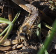 Colletes cunicularius (Linnaeus 1761) resmi