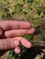 Plancia ëd Festuca occidentalis Hook.