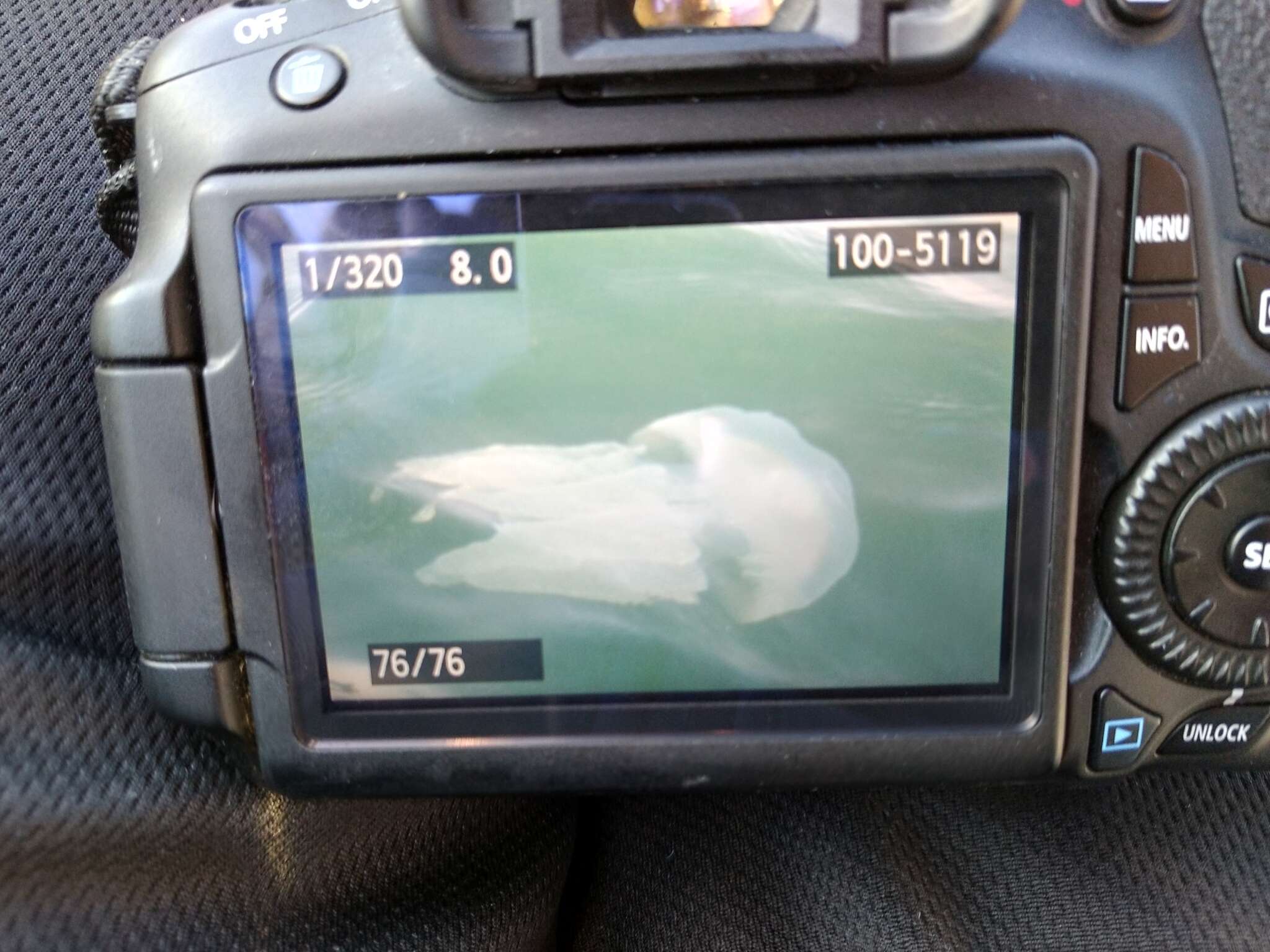 Image of Jelly Blubber