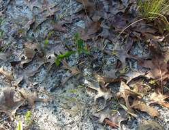 Image of coastal sand spurge