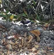 Image of Black-chested Jay