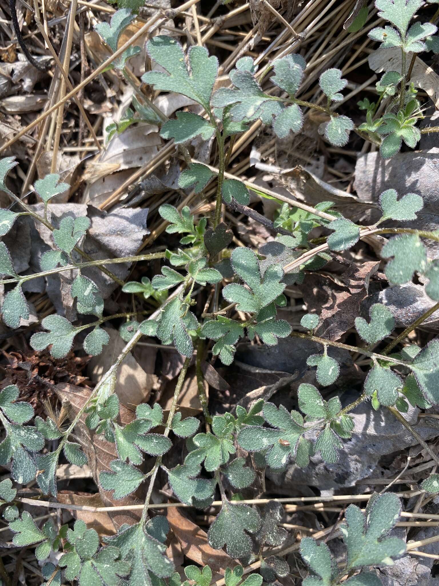 Image of Buttercup Scorpion-Weed