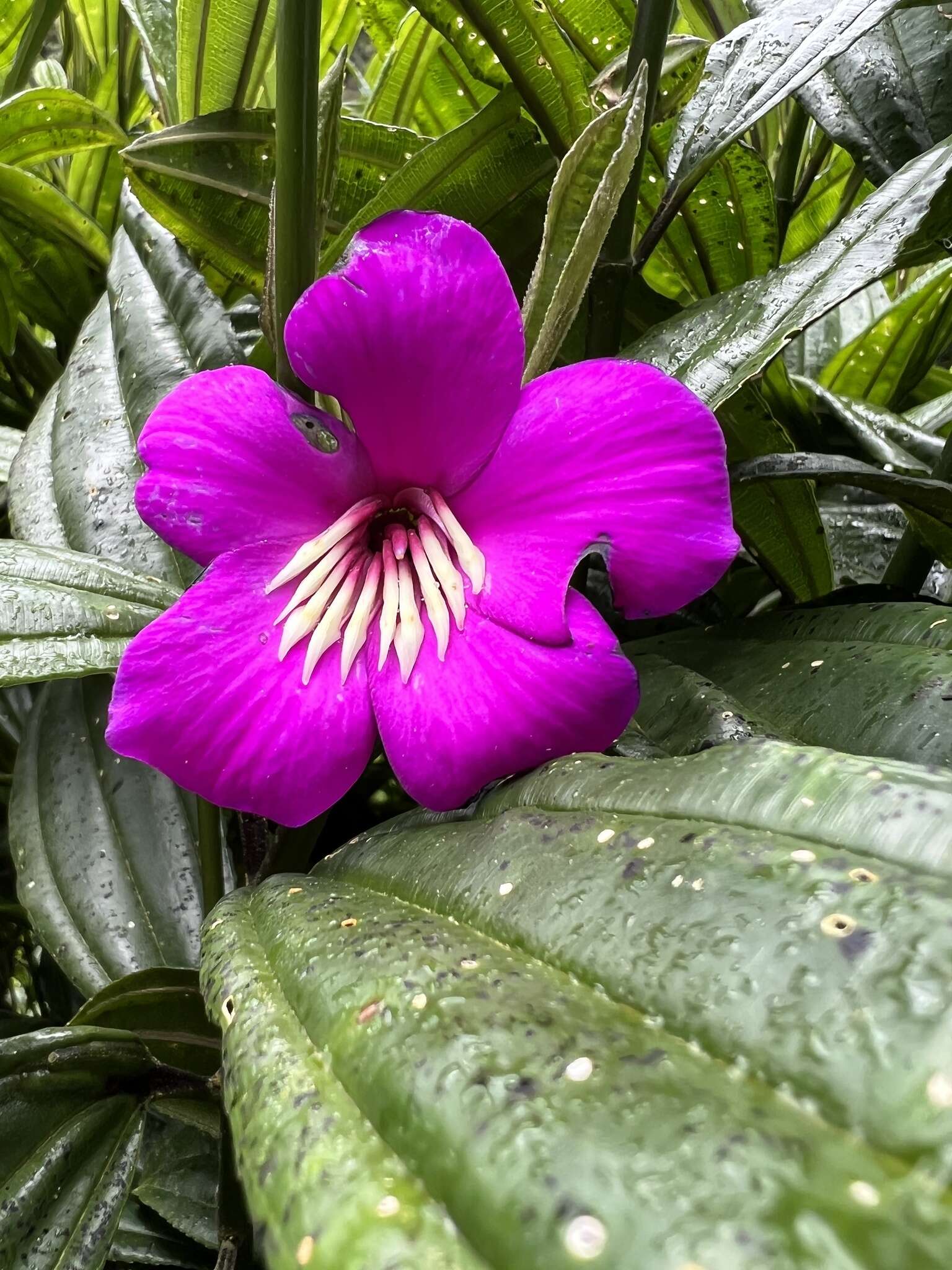 Imagem de Meriania speciosa (Humb. & Bonpl.) Naud.