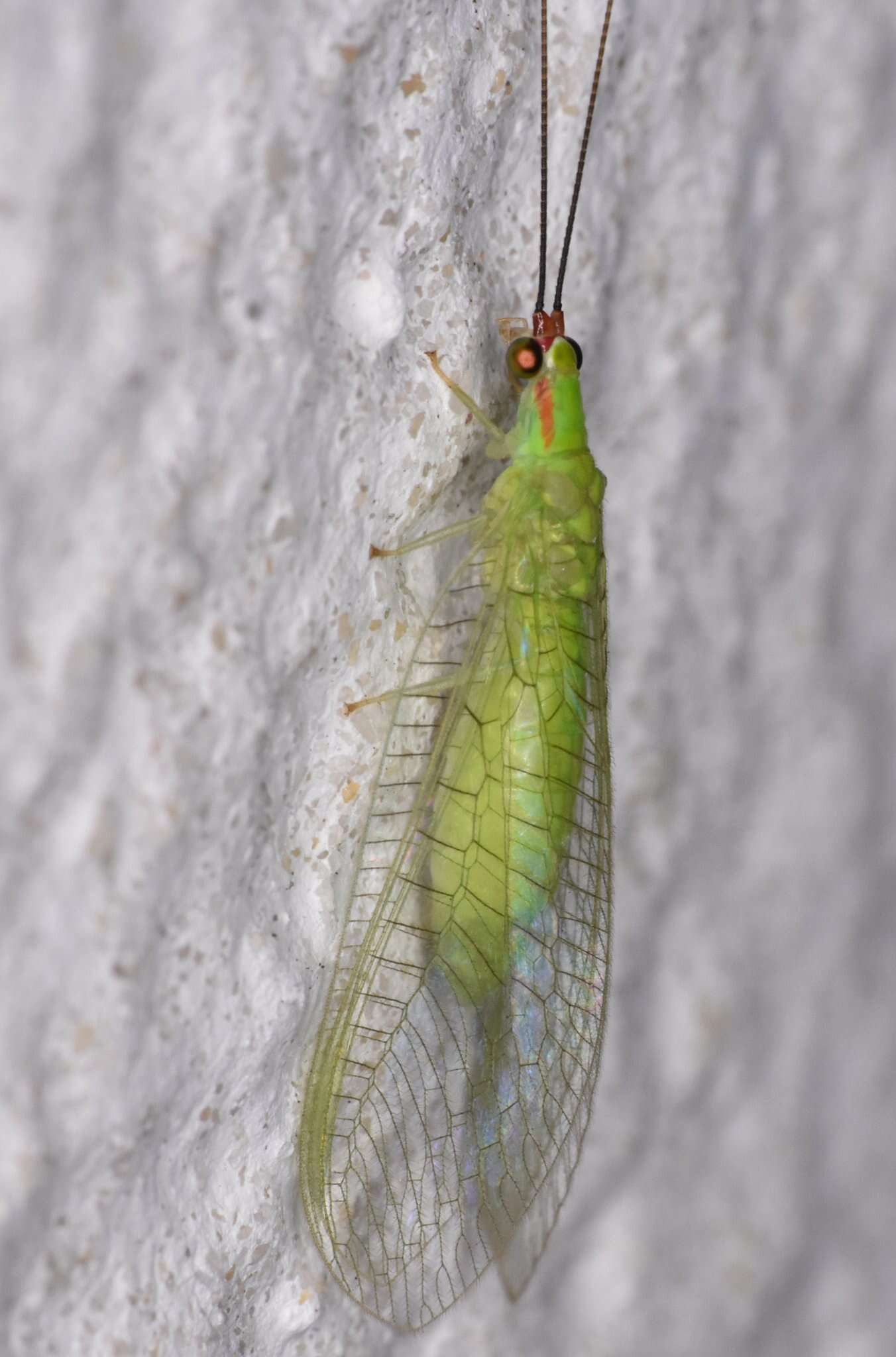 Image of Ceraeochrysa smithi (Navás 1914)