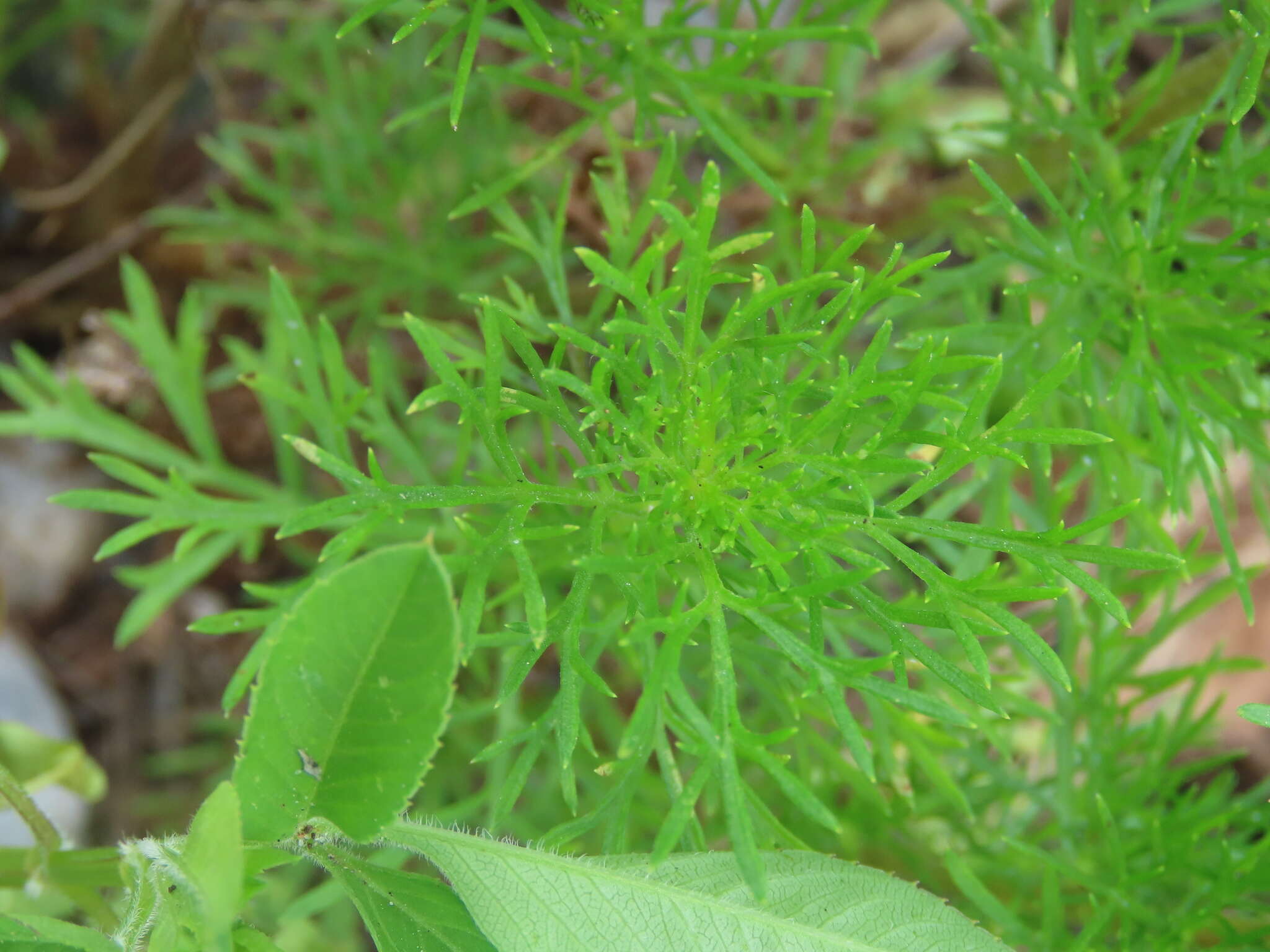 Image of Artemisia capillaris Thunb.