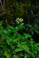 Image of Valeriana flaccidissima Maxim.