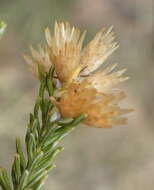 Imagem de Helichrysum hamulosum DC.