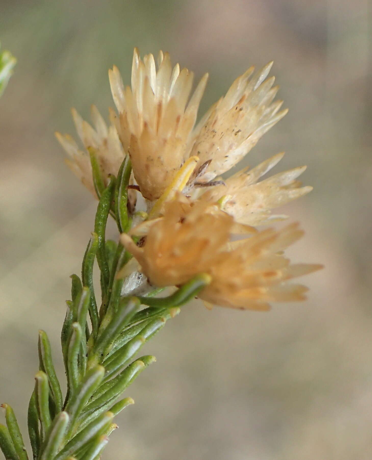 Imagem de Helichrysum hamulosum DC.