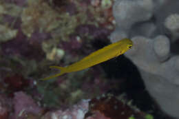 Image of Canary fangblenny