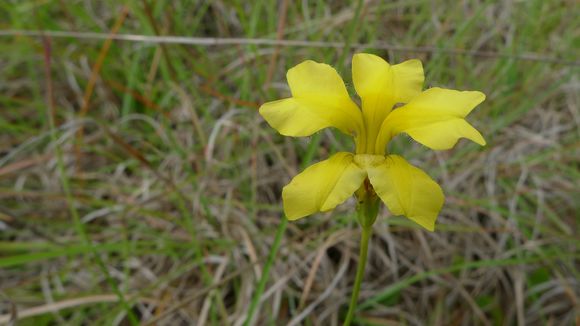 Image of <i>Velleia paradoxa</i> R. Br.