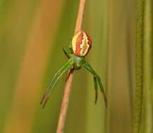 Image of Australomisidia rosea (L. Koch 1875)