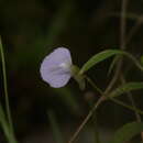 Image of Utricularia terrae-reginae P. Taylor