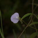 Utricularia terrae-reginae P. Taylor的圖片