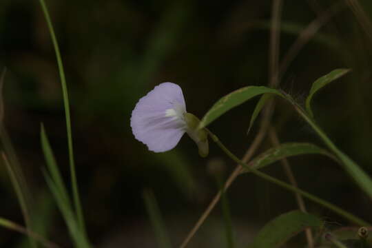 Image of Utricularia terrae-reginae P. Taylor