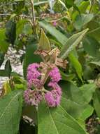 Image of Callicarpa macrophylla Vahl