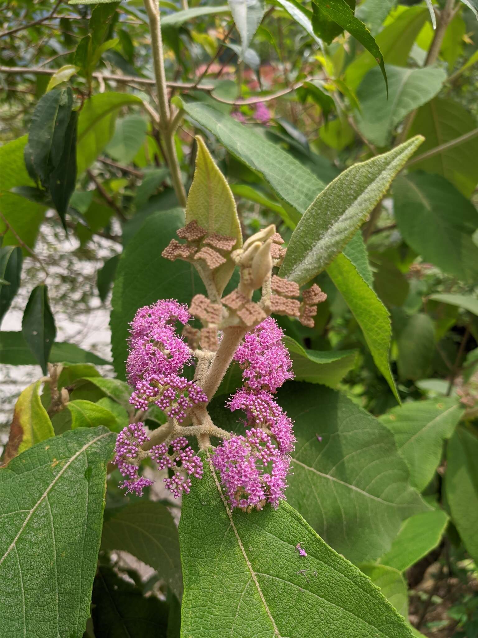 Image of Callicarpa macrophylla Vahl