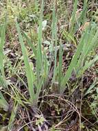 Image of dwarf violet iris