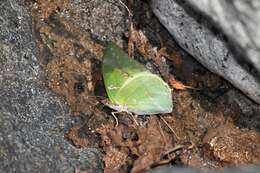 Image of Charaxes eupale Drury 1782