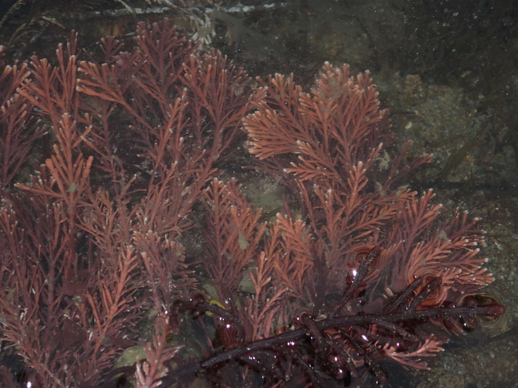 Image of Corallina officinalis var. chilensis