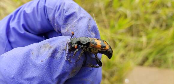 Image of Nicrophorus (Nicrophorus) obscurus (Kirby 1837)