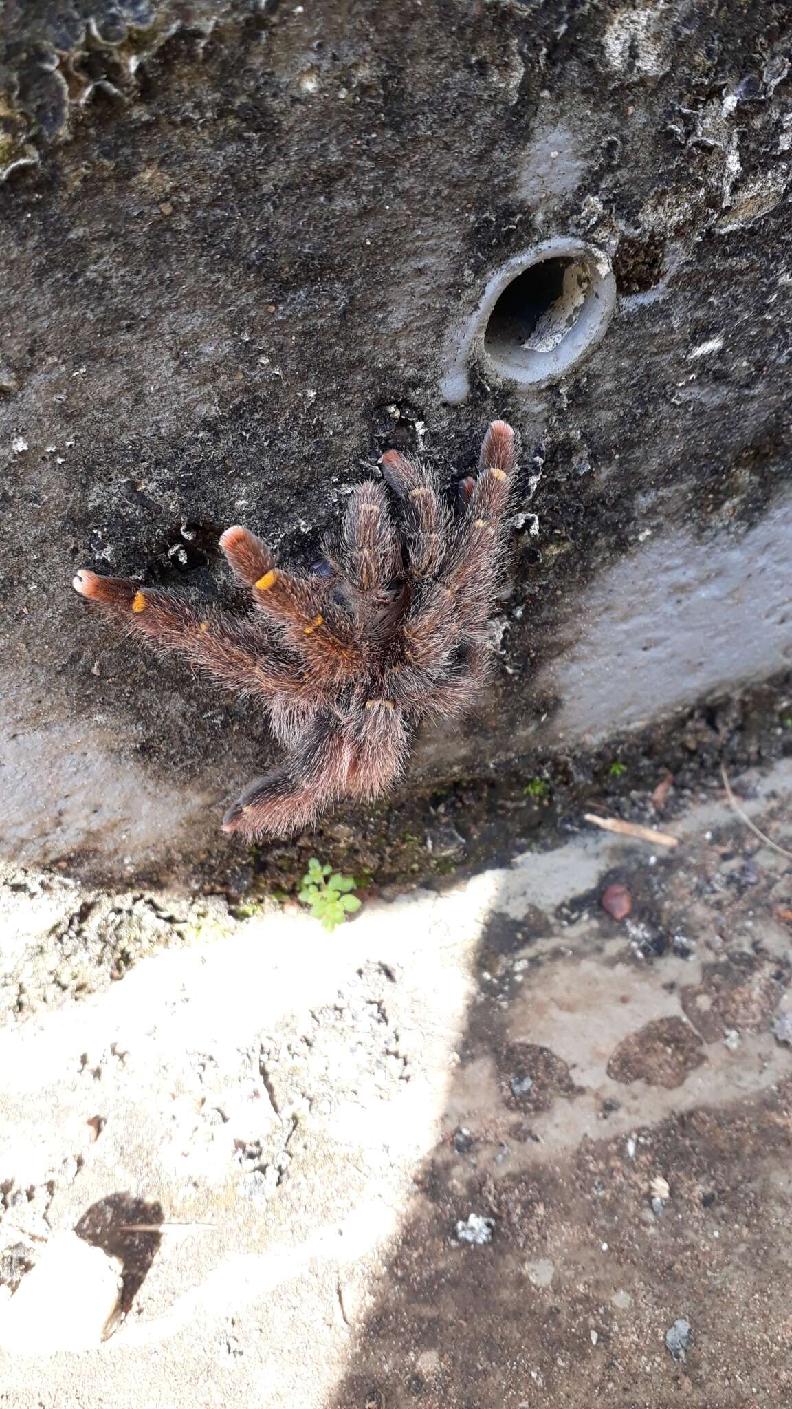 Image of Avicularia rufa Schiapelli & Gerschman 1945