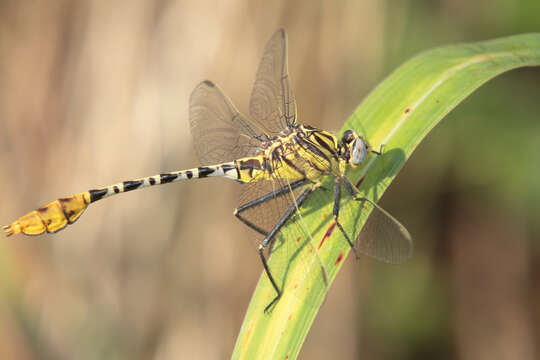 Image of Dromogomphus spoliatus (Hagen ex Selys 1858)