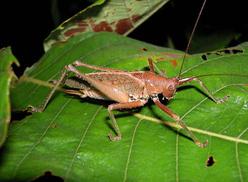 Image of Idiarthron hamuliferum Beier 1960