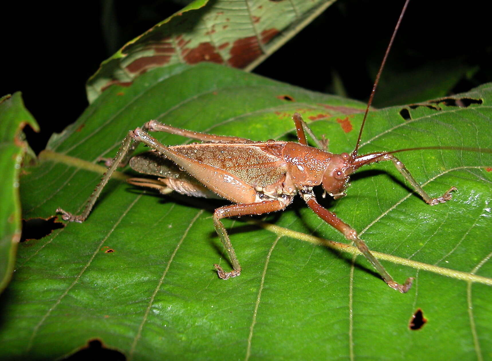 Image of Idiarthron hamuliferum Beier 1960