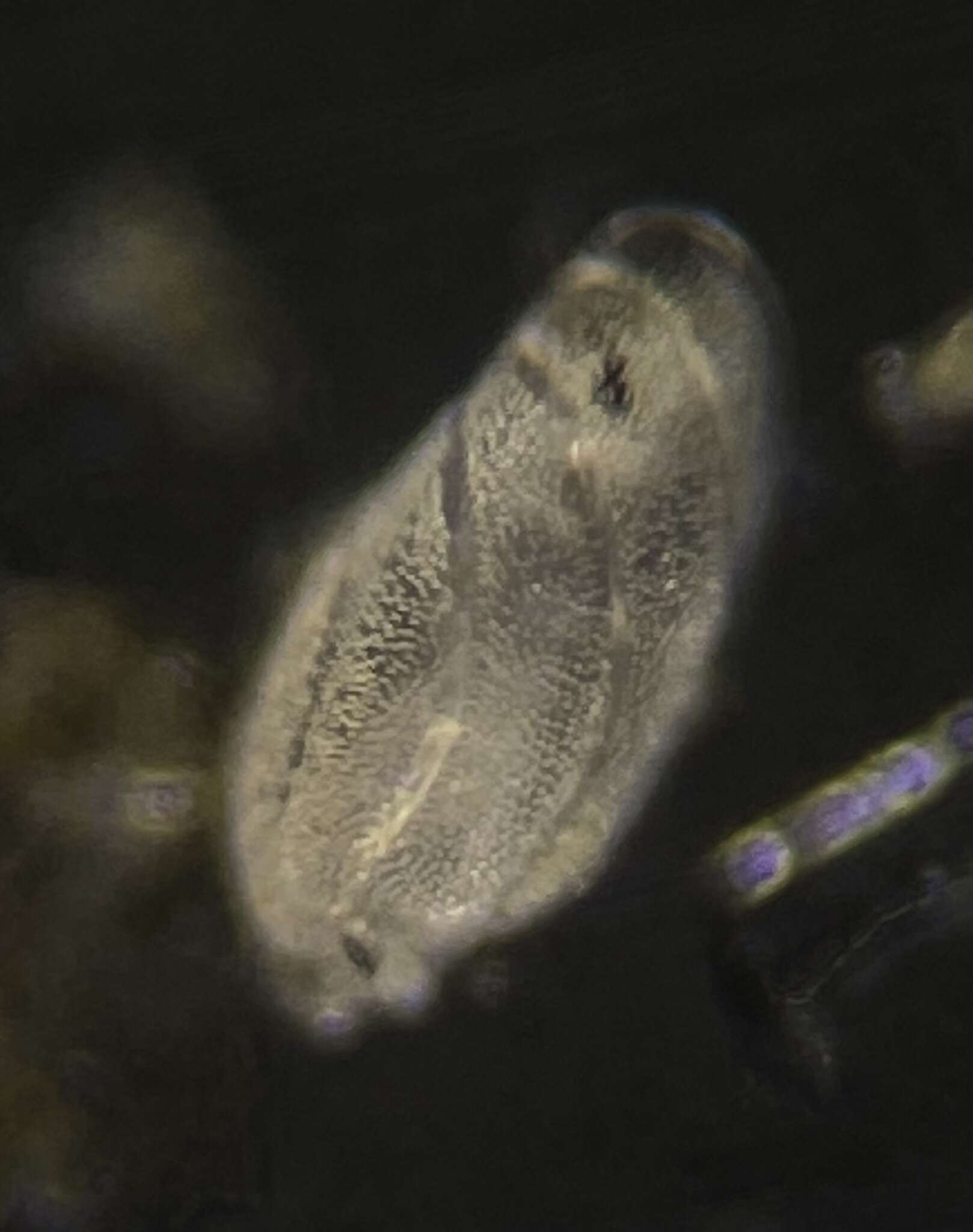 Image of Buliminellidae