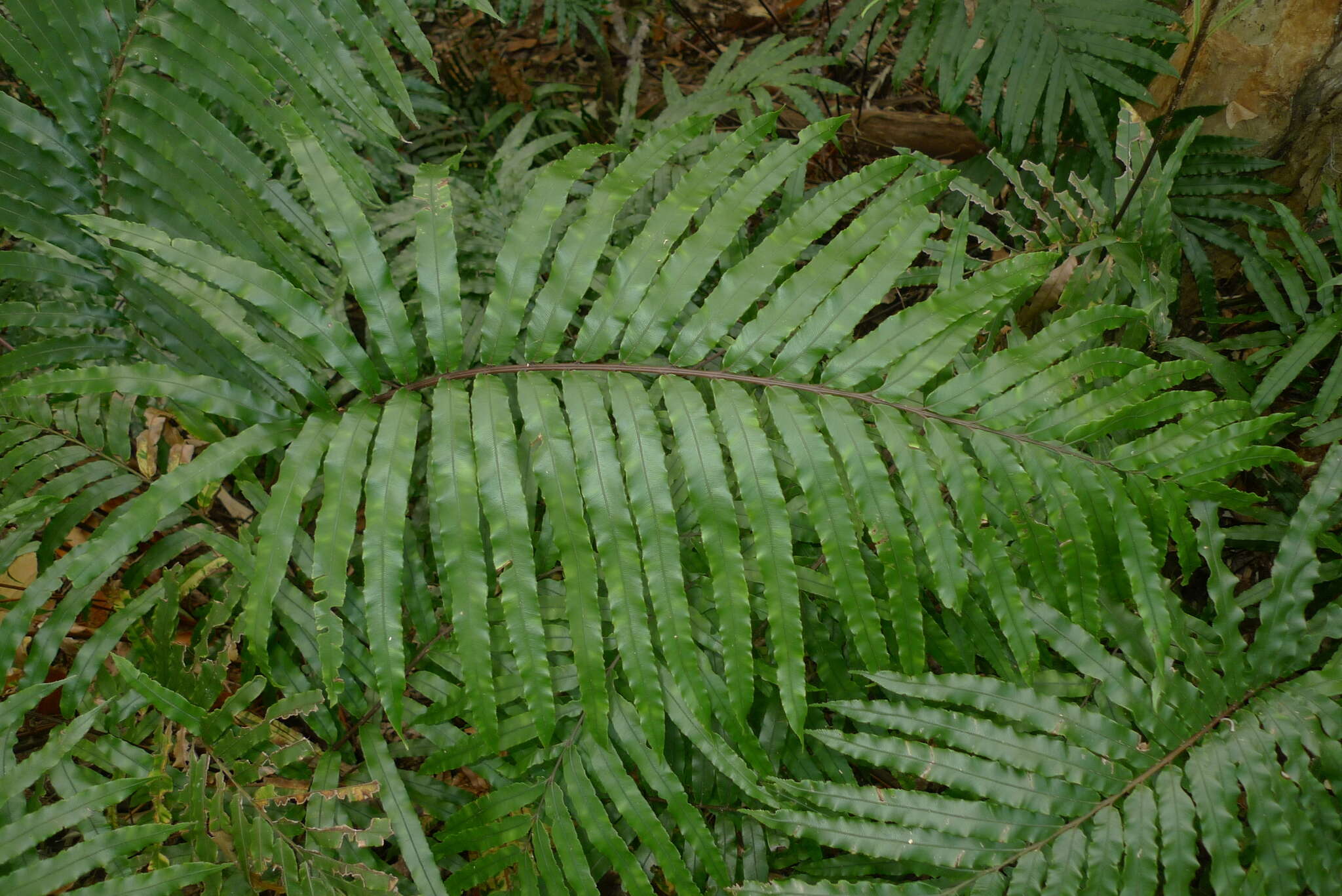 Image de Parablechnum chauliodontum (Copel.) Gasper & Salino