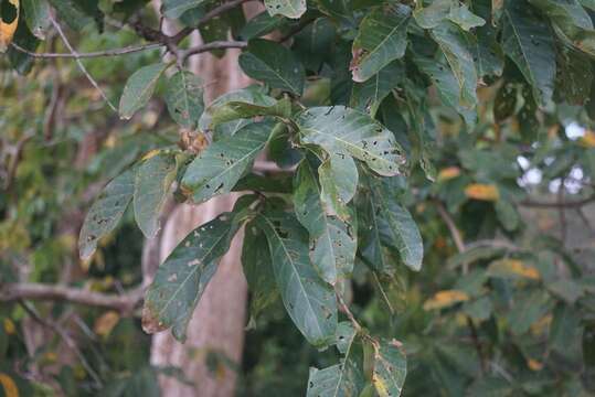 Plancia ëd Lagerstroemia floribunda Jack