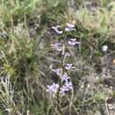 Image of Cyphia heterophylla C. Presl