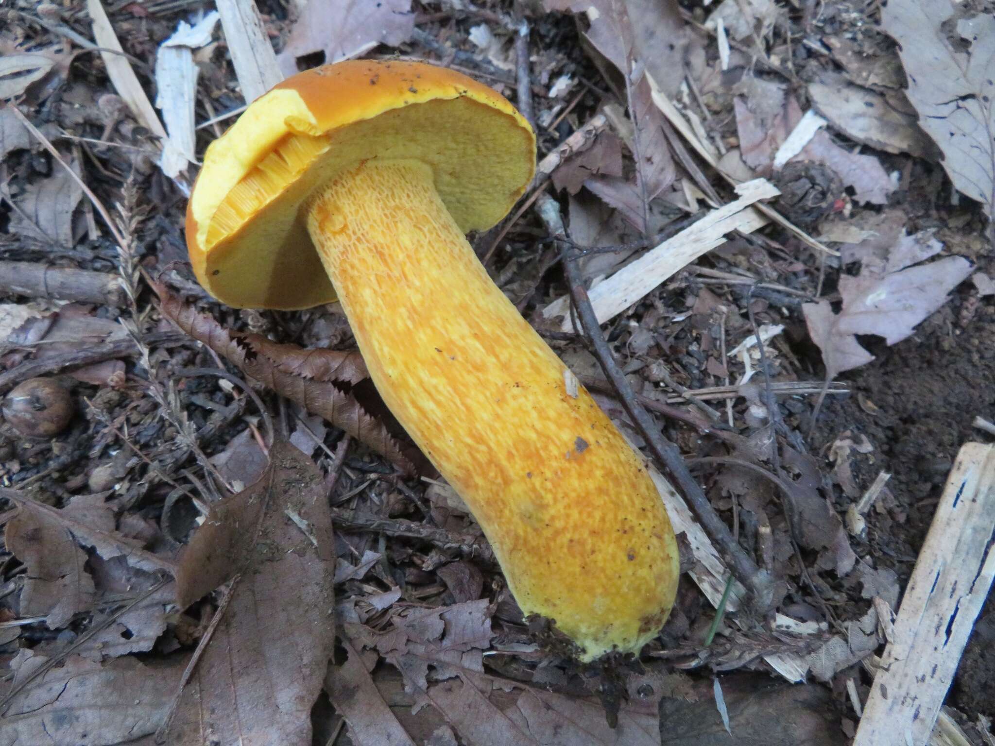 Image of Boletus aurantiosplendens T. J. Baroni 1998