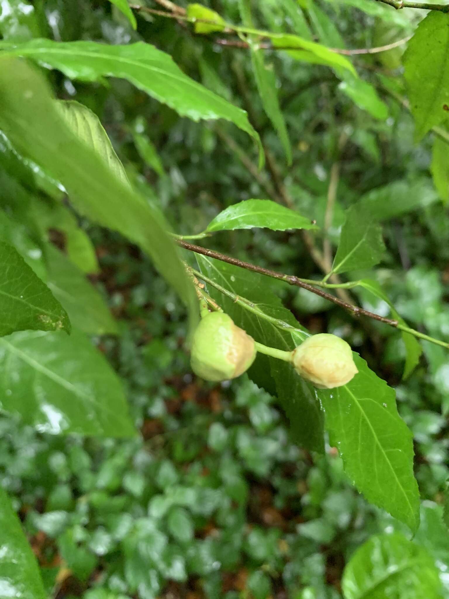 Image of Narrow-Leaved Violetbush