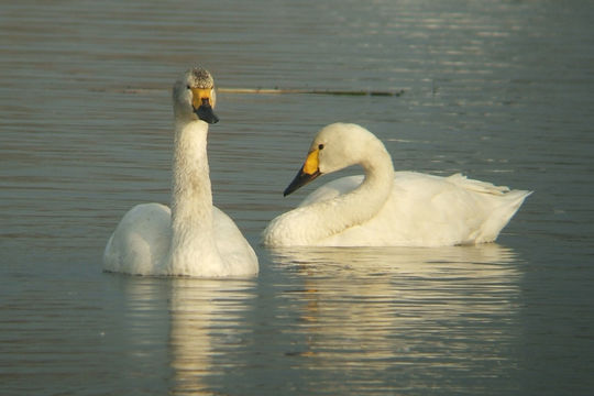 Image of Bewick's swan