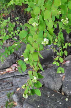 Image of common snowberry