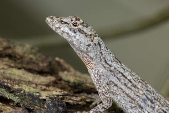 Image of Anolis ortonii Cope 1868