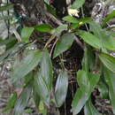 Image of Sobralia bletiae Rchb. fil.