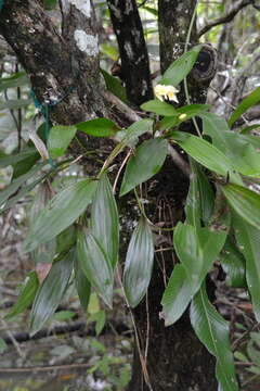 صورة Sobralia bletiae Rchb. fil.