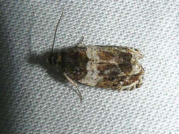 Olethreutes fasciatana Clemens 1860 resmi