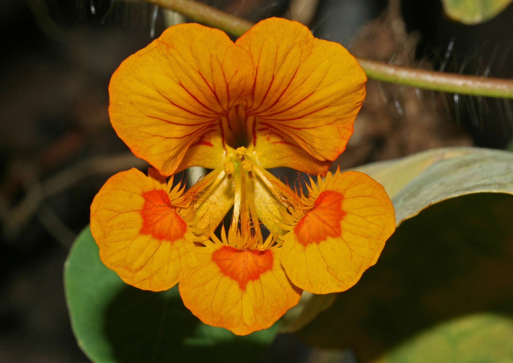 Image of dwarf nasturtium