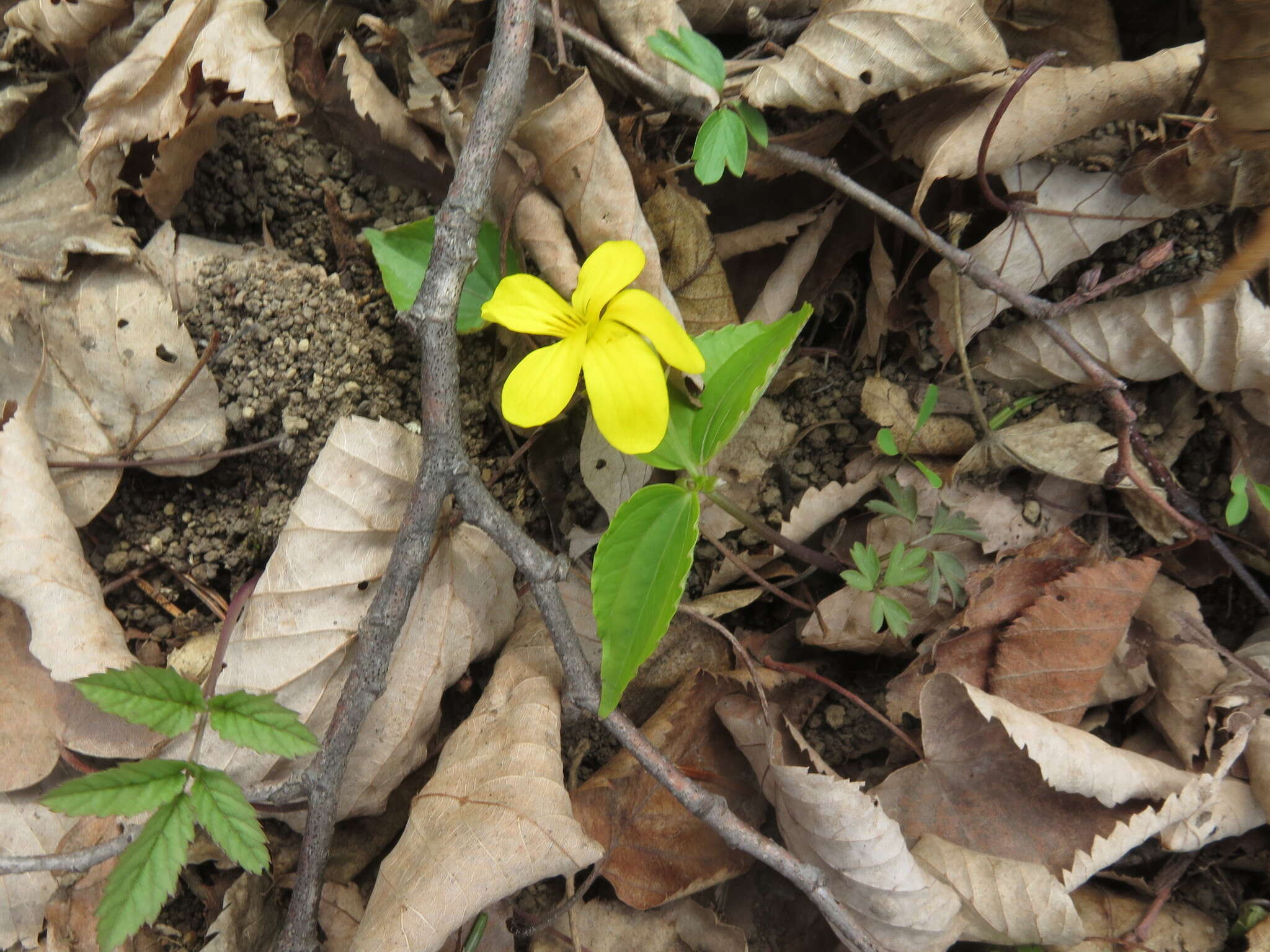 Sivun Viola orientalis (Maxim.) W. Beck. kuva