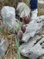 Image of Fritillaria montana Hoppe ex W. D. J. Koch