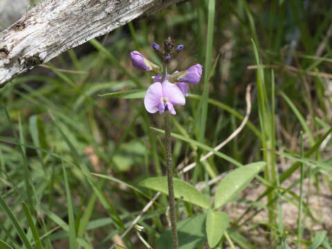 Imagem de Glycine latrobeana (Meissner) Benth.