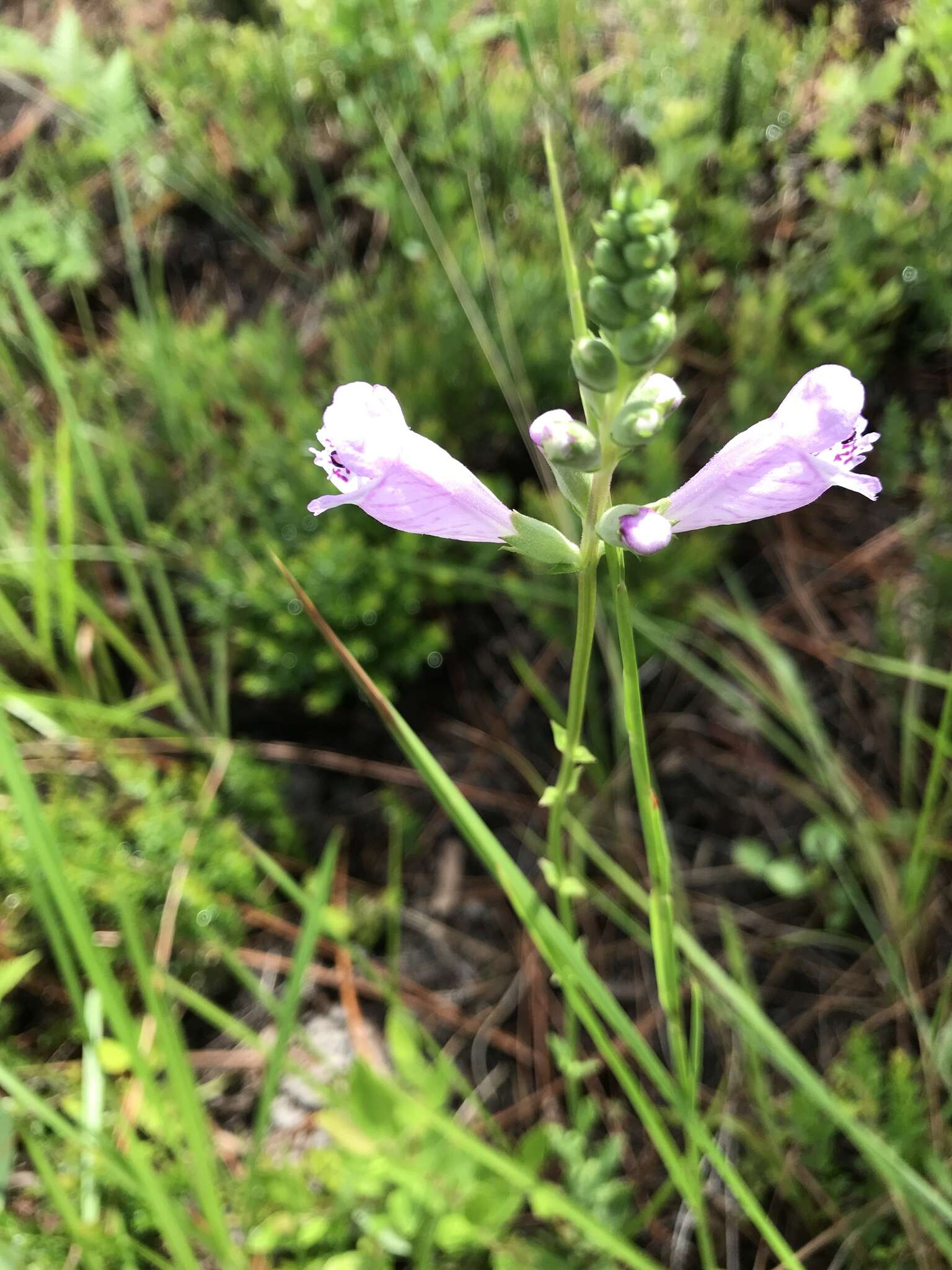 Image of Eastern False Dragonhead