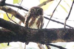 Image of Asian Barred Owlet